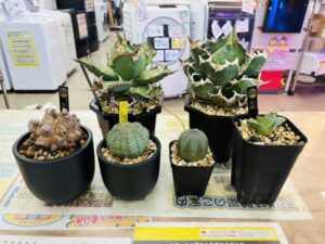 △白鯨・シーザー・皇冠・亀甲竜・オベサ 買取