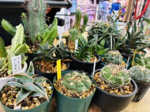 ユーフォルビア・アロエ・ハオルチア・ギムノカリキウム等、買取致しました!お持ち込みありがとうございます!