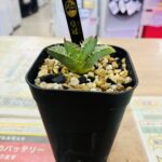 アガベ チタノタ 皇冠 買取致しました｜リサイクルショップ愛品館千葉店