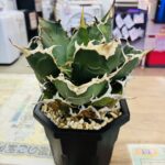 アガベ チタノタ 白鯨 買取致しました｜リサイクルショップ愛品館千葉店
