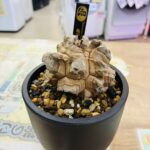 亀甲竜 買取致しました｜リサイクルショップ愛品館千葉店