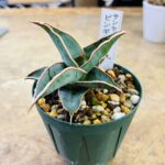 サンスベリア･ピンギキュラ 買取致しました｜リサイクルショップ愛品館千葉店