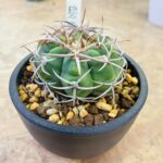 ギムノカリキウム 碧岩玉 買取致しました｜リサイクルショップ愛品館千葉店
