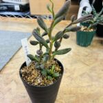 アドロミスクス・マリアンナエ｜多肉植物 買取致しました｜リサイクルショップ愛品館千葉店