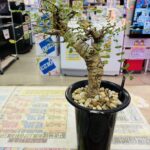 ボスウェリア ネグレクタ 買取致しました｜リサイクルショップ愛品館千葉店