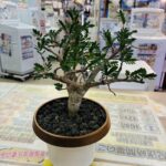 センナ メリディオナリス 買取致しました｜リサイクルショップ愛品館千葉店