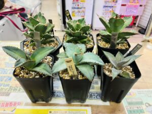 アガベ 清櫻・紫蟹×小島白刺(ハイブリッド)・NNB(ブツブツ系)・スーパーチタノタ・トリケラトプス・ビースト 買取致しました