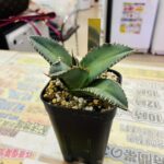 Agave super titanota 買取致しました｜リサイクルショップ愛品館千葉店