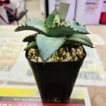 Agave titanota BEAST 買取致しました｜リサイクルショップ愛品館千葉店