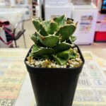 アガベ チタノタ 清櫻 買取致しました｜リサイクルショップ愛品館千葉店