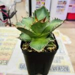 Agave titanota Triceratops 買取致しました｜リサイクルショップ愛品館千葉店