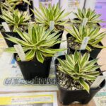 アガベ 白糸の王妃 買取致しました｜リサイクルショップ愛品館千葉店
