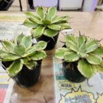 アガベ 吉祥冠錦 買取致しました｜リサイクルショップ愛品館千葉店