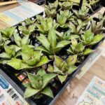 アガベ オテロイ 実生株 買取致しました｜リサイクルショップ愛品館千葉店